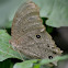 common evening brown butterfly