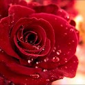 Rose Live Wallpaper