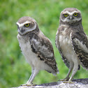 Juvenile burrowing owl