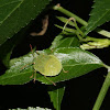 Green Stink Bug or Vegetable Green Stink Bug
