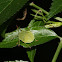 Green Stink Bug or Vegetable Green Stink Bug