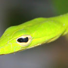 Oriental Whip Snake