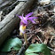 Venus's Slipper (Calypso bulbosa)