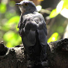 Common hawk-cuckoo