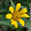 Awnless Bush Sunflower