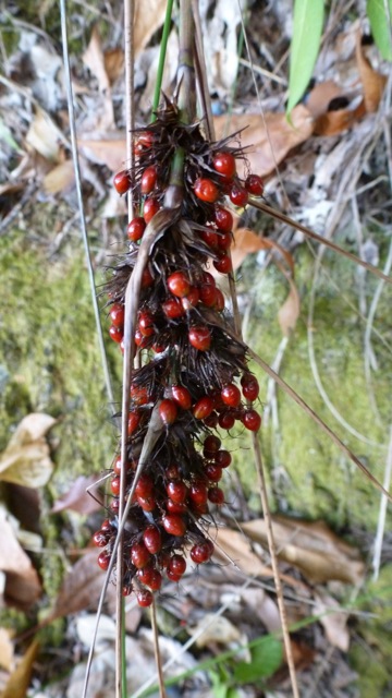 Swordgrass or Red-fruit Saw-Sedge