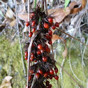 Swordgrass or Red-fruit Saw-Sedge