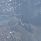 Black Vultures Circling In Active Volano Crater