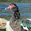 Muscovy Duck