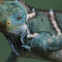 Fiji Crested Iguana