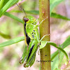 Two-striped Grasshopper nymph