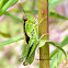 Two-striped Grasshopper nymph