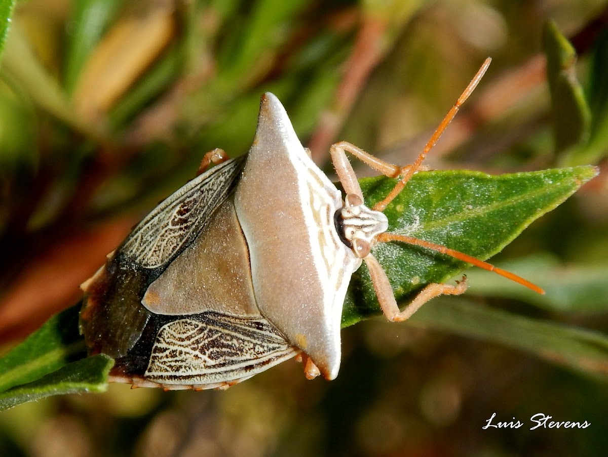 Reticulated Stink bug