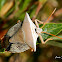 Reticulated Stink bug