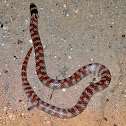 Australian coral snake