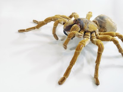 Spider Wallpaper Screenshots 4