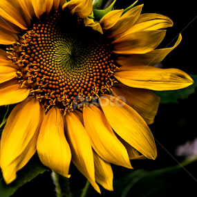 Almost Open by Ynon Francisco - Flowers Single Flower