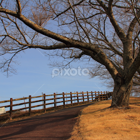 by Nurhuda Aprilianto - Nature Up Close Trees & Bushes
