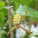 Oval St.Andrew's Cross Spider