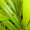 ladybug copulating