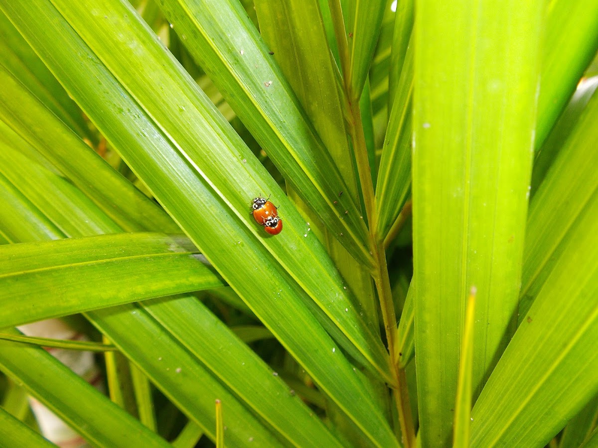 ladybug copulating