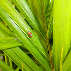 ladybug copulating