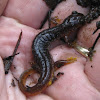 Columbia torrent salamander