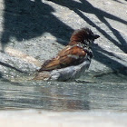 House Sparrow