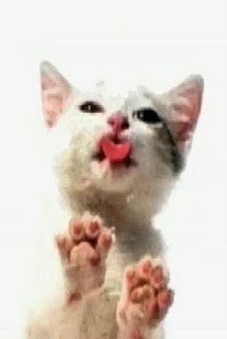 How to download Screen LickingCat Wallpaper 1.1 apk for laptop