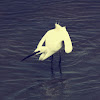 Little Egret