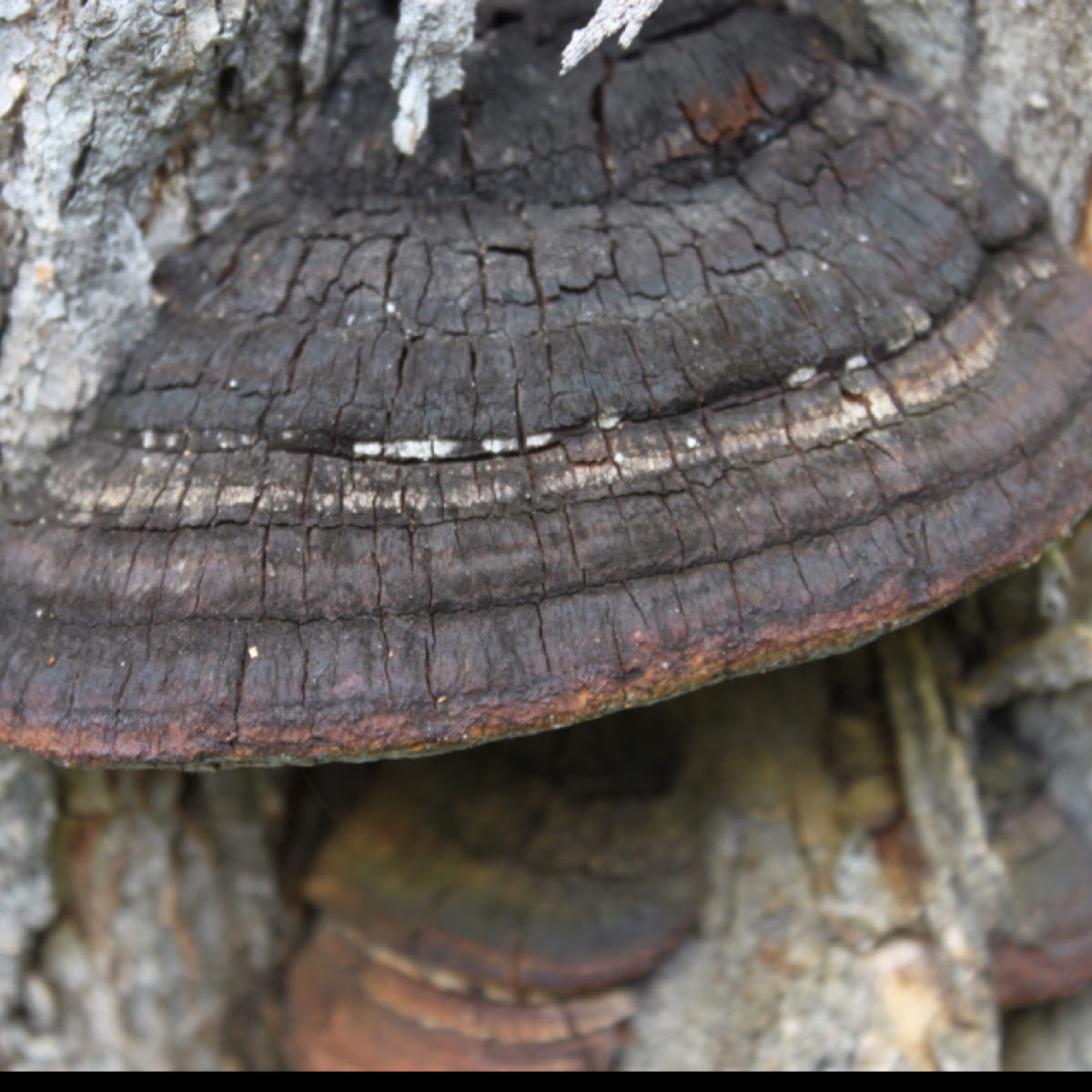 Woody Layered Bracket Fungus
