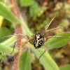 Araña. Spider Oxyopes