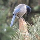 Western scrub jay