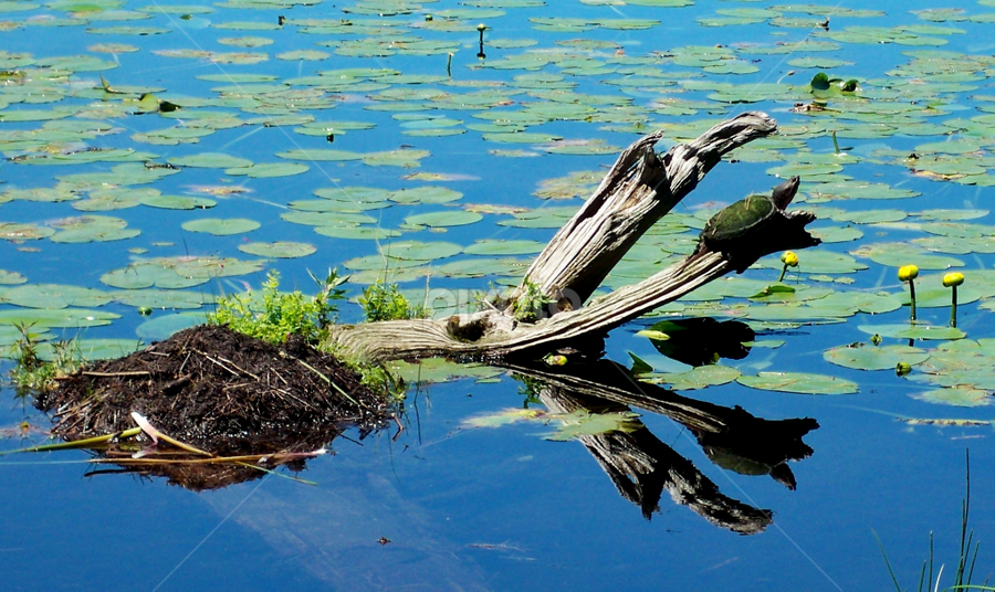 Basking in the Sun by Donna Martin - Nature Up Close Water