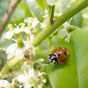 Seven spot ladybeetle