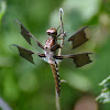 Common Whitetail