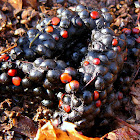 Berry Dung