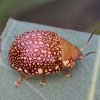 Ornate leaf beetle