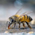 European honey bee