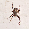 european garden spider (also cross spider)