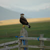 Southern Crested Caracara