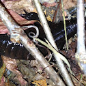 Northwest Salamander