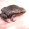 Narrowmouth Toad