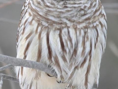 壁紙 ふくろう 578118-サンゲツ 壁紙 フクロウ