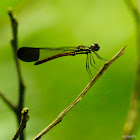 Damselfly