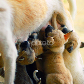love family by Ernasto Elmend Anatoly - Animals - Dogs Portraits