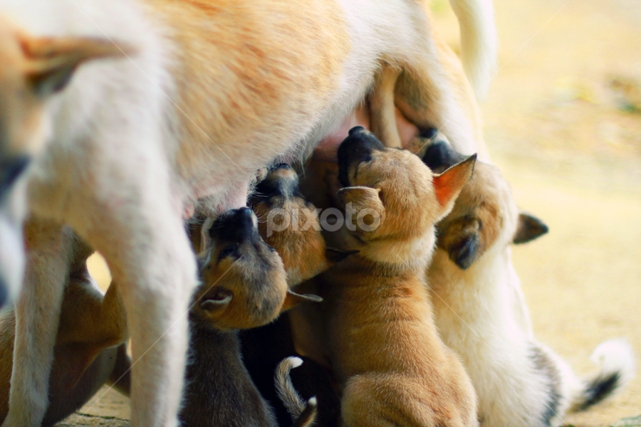 love family by Ernasto Elmend Anatoly - Animals - Dogs Portraits