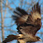 Chimango caracara