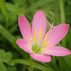 Pink Rain Lily