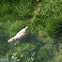 Eurasian-Collared Dove